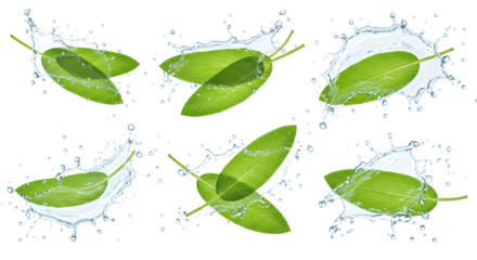 Fresh green leaves splashing into water, creating dynamic ripples and droplets, set against a clear background