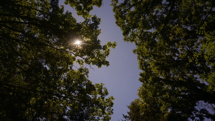 Obraz premium trees and sky