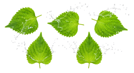 Fresh green leaves with water droplets, showcasing natural beauty and vitality against a clean background, ideal for nature themes