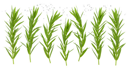 Fresh green rosemary sprigs arranged in a row, showcasing their vibrant color and texture against a neutral background