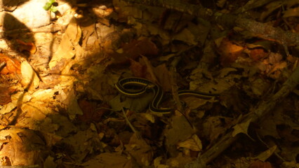 snake in the forest
