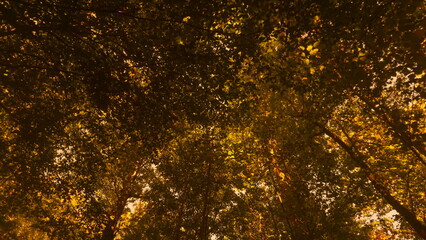 forest shot on seppia film