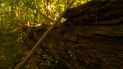 morning in the forest