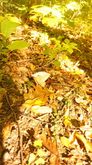 autumn leaves in water