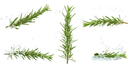 Fresh rosemary sprigs arranged artistically on a transparent background, showcasing their vibrant green color and texture