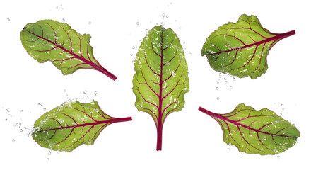 Fresh, vibrant Swiss chard leaves arranged artistically on a white background, showcasing their rich colors and textures