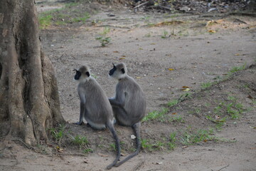 2 singes langur gris touffu (emnopithecus priam) assis l’un à côté de l’autre près d’un...