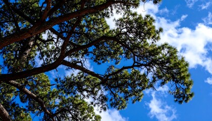 Pine tree branches reaching towards a partly cloudy sky