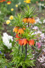 Fritillaria imperialis orange flowers. Orange tsetok from the family of liliaceae Fritillaria Imperialis or Grouse Blooms in early spring. Copy space