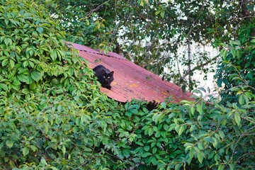 Black cat with yellow eyes sits on a roof with wild grapes.