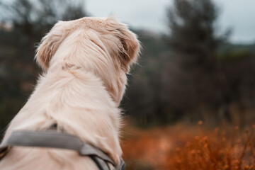 Golden Retriever in Nature