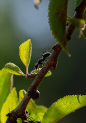 Ant on a Branch