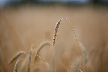 Close up of wheat