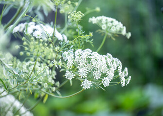 Close up of Ammi Flowers, False Queen Anne's Lace