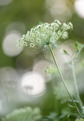 Close up of Ammi Flowers, False Queen Anne's Lace