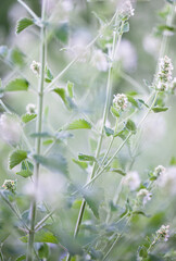 Close up of Catmint Plant Flowers