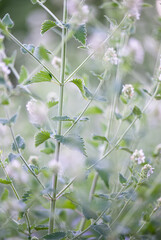 Close up of Catmint Plant Flowers