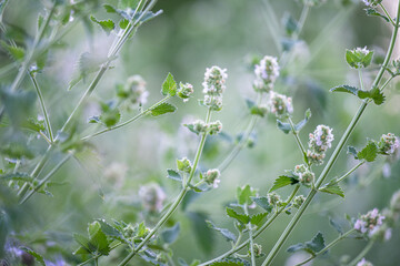 Close up of Catmint Plant Flowers