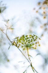 Close up of Ammi Flowers, False Queen Anne's Lace