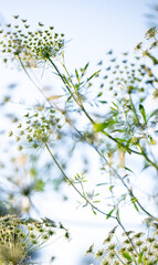 Close up of Ammi Flowers, False Queen Anne's Lace