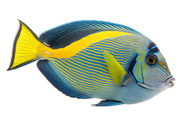 Naklejka premium Vibrant Yellowtail Surgeonfish Stunning Aquatic Life Photography