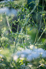Close up of Ammi Flowers, False Queen Anne's Lace