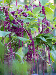 Close up of Pink Amaranth Dreadlocks Plant