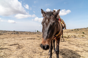 horse in Simien Mountains, Ethiopia