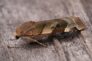 Closeup on a European Broad-bordered Yellow Underwing owlet moth, Noctua fimbriata