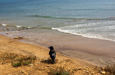 A lone, single crow on the cliffs overlooking an empty beach and sea surrounding the Isle of Wight, United Kingdom.