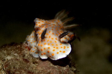 nudibranch in Malaysia