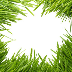 Fresh green grass blades forming a natural border isolated on transparent background