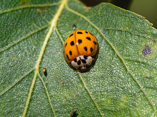 Orange harlequin ladybird with black spots on a green leaf