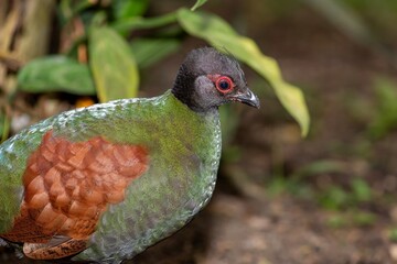 Photo of a crested partridge (rollulus rouloul)