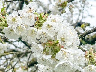 Apple Tree Floral Blossom. Bright Spring time background. group of many white Apple fruit Flowers. upwards, close up, full frame