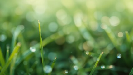Fototapeta premium Close up of green grass with water droplets glistening in the soft morning light and bokeh background