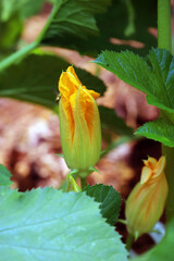 Close-up of yellow flower bud on Zucchini plant
