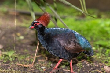 Photo of a crested partridge (rollulus rouloul)