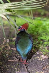 Photo of a crested partridge (rollulus rouloul)
