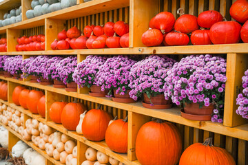Pumpkins and flowers arranged on rustic wooden shelf. Cozy autumn decor for seasonal celebration,...