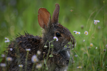 Marsh Rabbit in Okefenokee Swamp 2. 