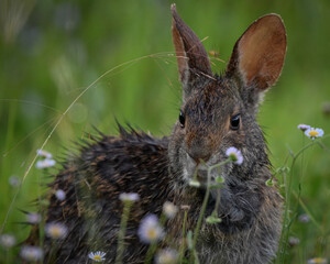 Marsh Rabbit in the Okefenokee 1. 