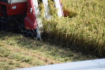 新米の収穫作業風景 茨城県南部