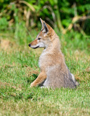 Coyote pup canis latrans sitting in grass while watching attentively