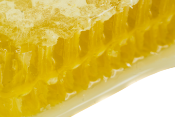 Honig Honigwabe 