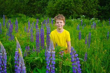 A joyful boy in a yellow T-shirt stands in a field of lupines, smiling happily. The vibrant flowers...