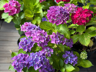 Beautiful blooming vibrant pink purple Hydrangea flowers in decorative grey flower pots in balcony...