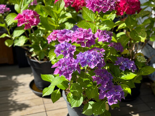 Beautiful blooming vibrant pink purple Hydrangea flowers in decorative grey flower pots in balcony...