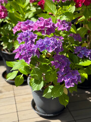 Beautiful blooming vibrant pink purple Hydrangea flowers in decorative grey flower pots in balcony...