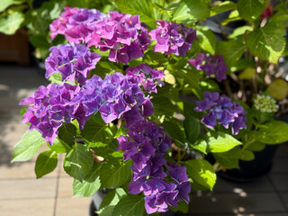 Beautiful blooming vibrant pink purple Hydrangea flowers in decorative grey flower pots in balcony...